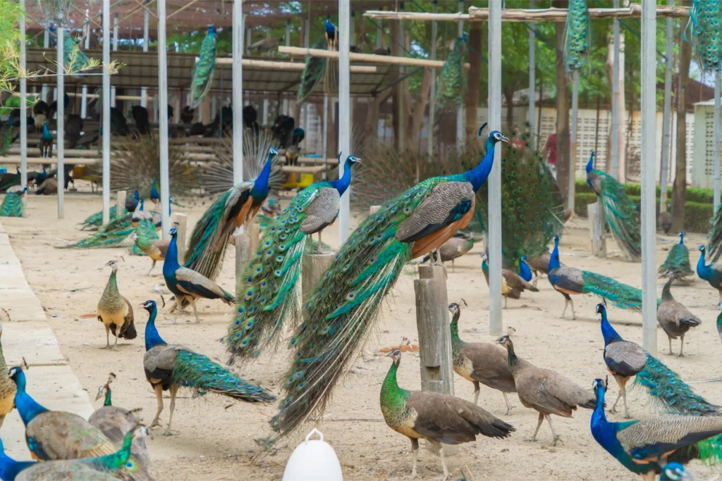 A group of peacocks and peahens in a spacious enclosure, a common sight at sanctuaries or parks in Sri Lanka. This type of wildlife viewing experience is a popular activity arranged by Tour Operators in Sri Lanka for families traveling with a professional Tour Company in Sri Lanka.