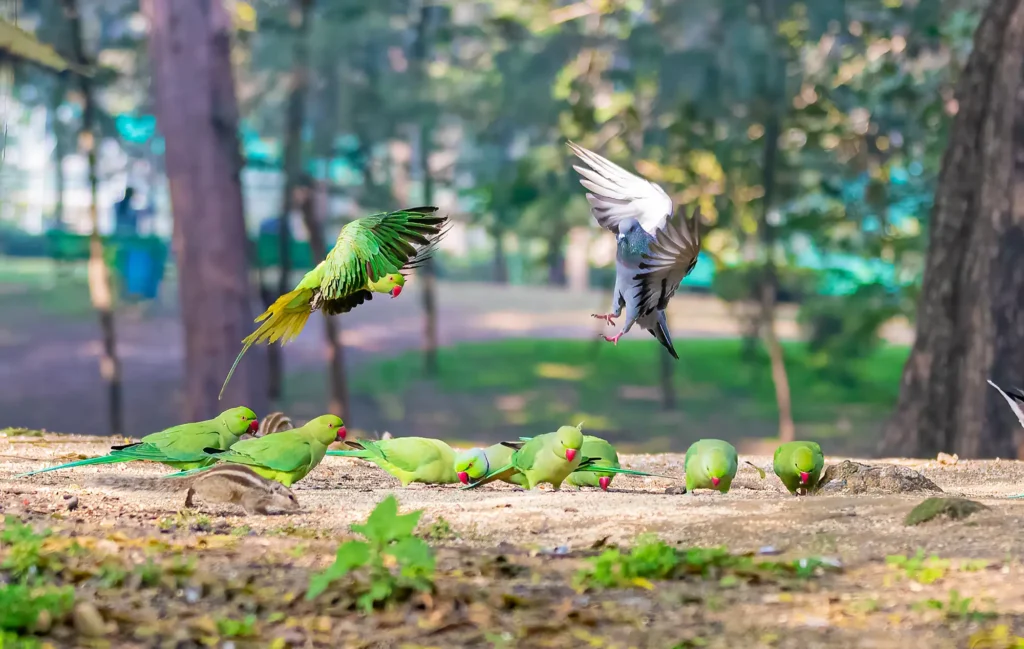 A group of green rose-ringed parakeets feeding on the ground, with two birds in mid-flight and a small squirrel nearby. This is a common sight on bird-watching tours and safaris organized by knowledgeable Tour Operators in Sri Lanka and a professional Tour Company in Sri Lanka.