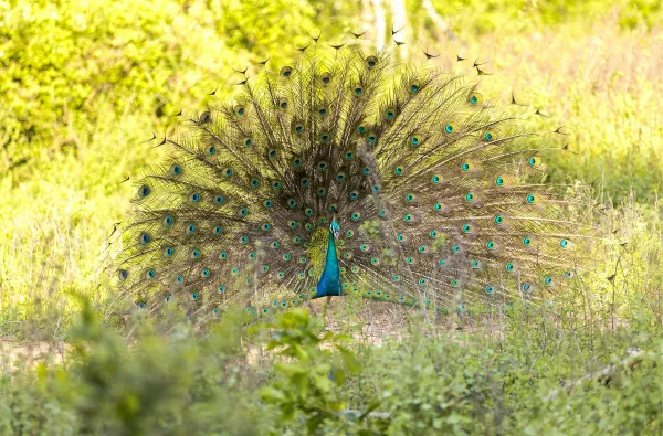 A peacock is shown in a grassy, sunlit field with its tail feathers fully fanned out, representing a wildlife sighting on a safari or nature tour offered by Ceylon Roots, a top Tour Company in Sri Lanka.