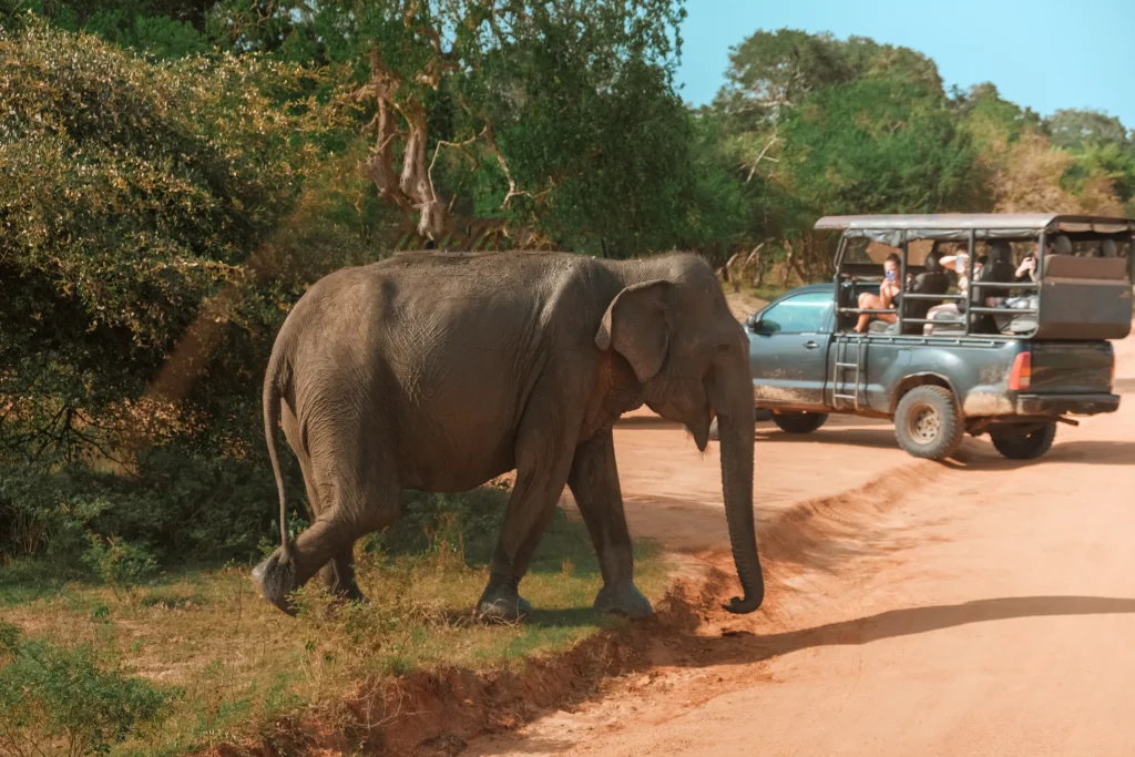 An elephant walks along a dirt road beside a safari jeep filled with tourists in Sri Lanka, a common sight during wildlife tours arranged by reputable Tour Operators in Sri Lanka and any leading Tour Company in Sri Lanka.