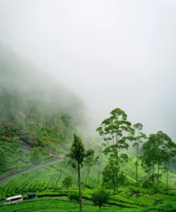 Ceylon Roots | Tour Operator in Sri Lanka | Travel to Sri Lanka - Sri Lanka