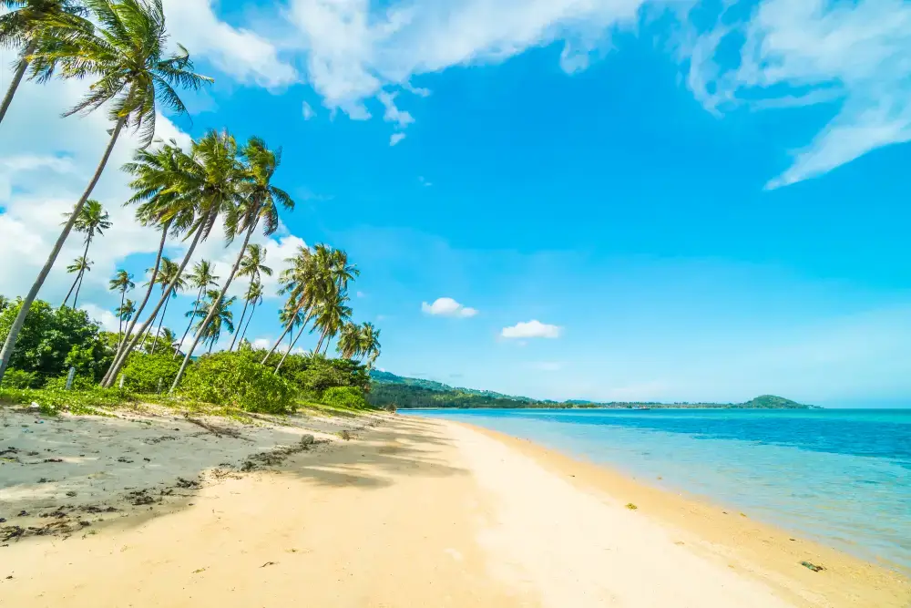A beautiful tropical beach with palm trees and calm blue water, highlighting the relaxing holiday packages available from a leading Tour Operators in Sri Lanka and Tour Company in Sri Lanka.
