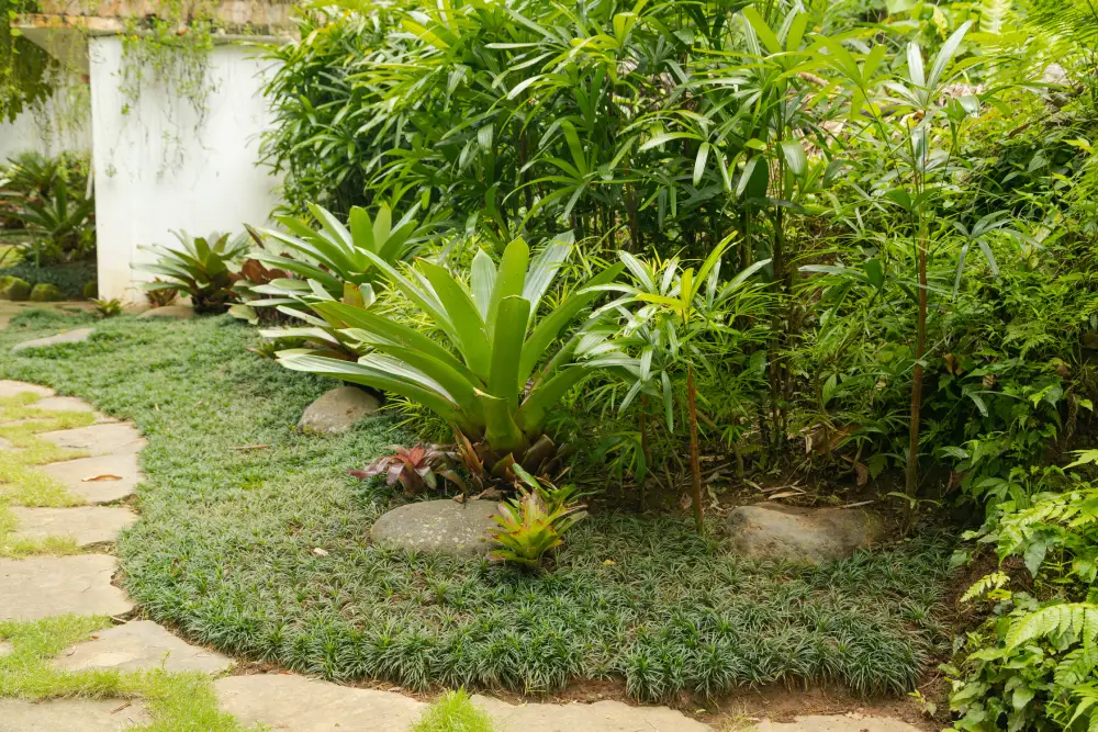 A lush and well-maintained tropical garden with large-leafed plants, small shrubs, and stepping stones, representing the beautiful, relaxing natural environments and hotel landscaping in Sri Lanka, as part of tours by Ceylon Roots, a premier Tour Company in Sri Lanka.