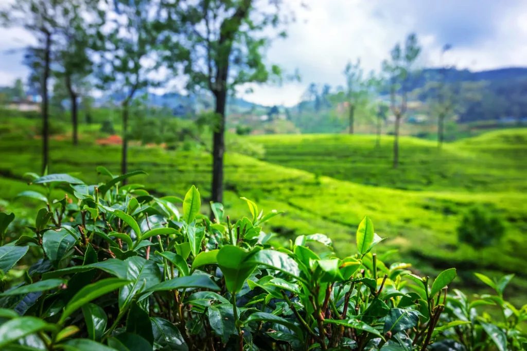 Ceylon Roots | Tour Operator in Sri Lanka | Travel to Sri Lanka - Experience