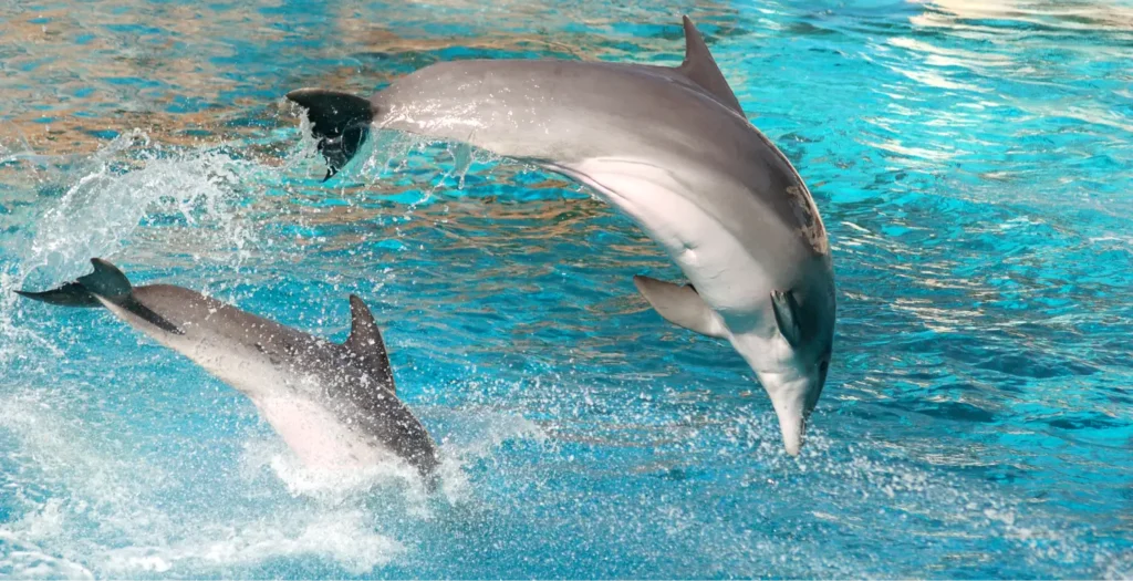 Two dolphins leap out of the clear blue water, with one dolphin higher in the air than the other, creating a large splash.