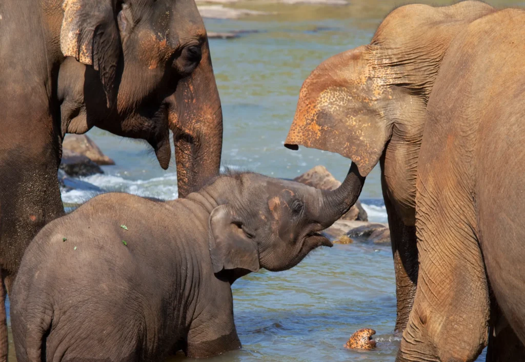 A close-up of a baby elephant and two adult elephants in a river, representing a safari or wildlife tour where visitors can see elephants bathing in Sri Lanka, a key experience offered by Ceylon Roots, a top Tour Company in Sri Lanka.