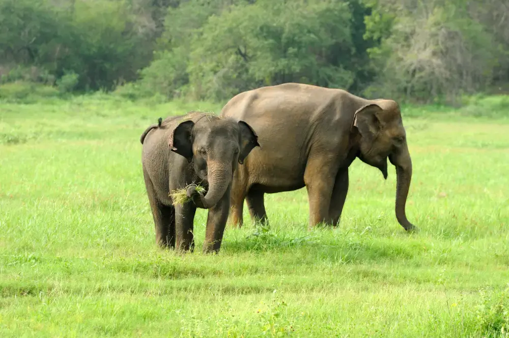Two elephants, one adult and one calf, stand grazing in a green grassy field surrounded by trees, representing a wildlife safari experience offered by Ceylon Roots, a premier Tour Company in Sri Lanka.