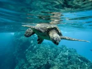 Ceylon Roots | Tour Operator in Sri Lanka | Travel to Sri Lanka - Sri Lanka