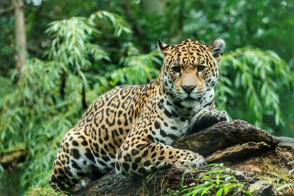 A leopard resting on a log in a lush forest, representing the unforgettable wildlife and safari tours offered by a leading Tour Company in Sri Lanka and Tour Operators in Sri Lanka.