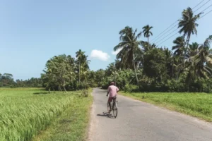 Ceylon Roots | Tour Operator in Sri Lanka | Travel to Sri Lanka - Sri Lanka