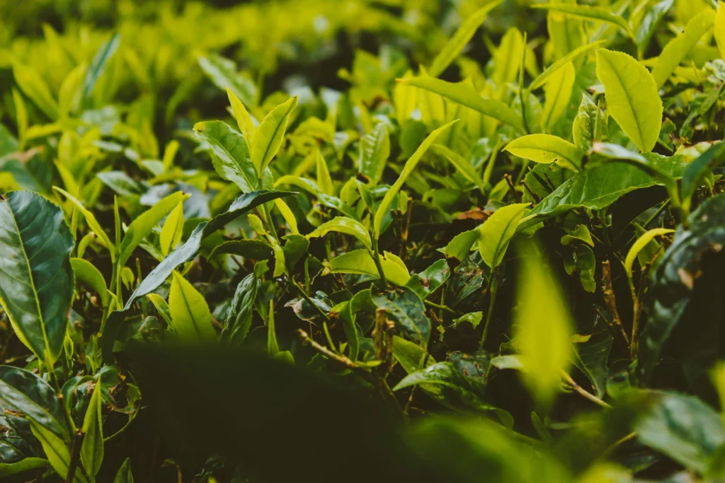 A close-up view of fresh green tea leaves ready for plucking on a lush tea plantation in Sri Lanka's highlands. Visiting these plantations is a signature experience on tours offered by top-rated Tour Operators in Sri Lanka and a professional Tour Company in Sri Lanka.