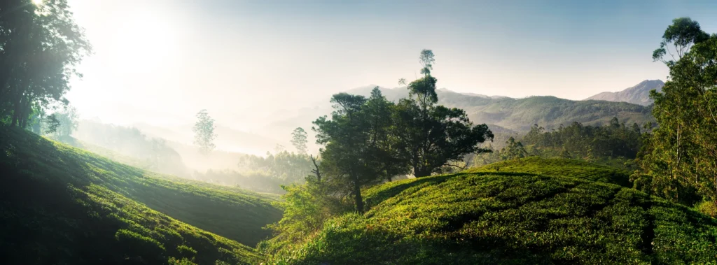 A breathtaking landscape showing multiple layers of forested mountains receding into the distance under a dramatic, cloudy sky, a spectacular view of Sri Lanka's central highlands often explored on nature tours with leading Tour Operators in Sri Lanka and a dedicated Tour Company in Sri Lanka.
