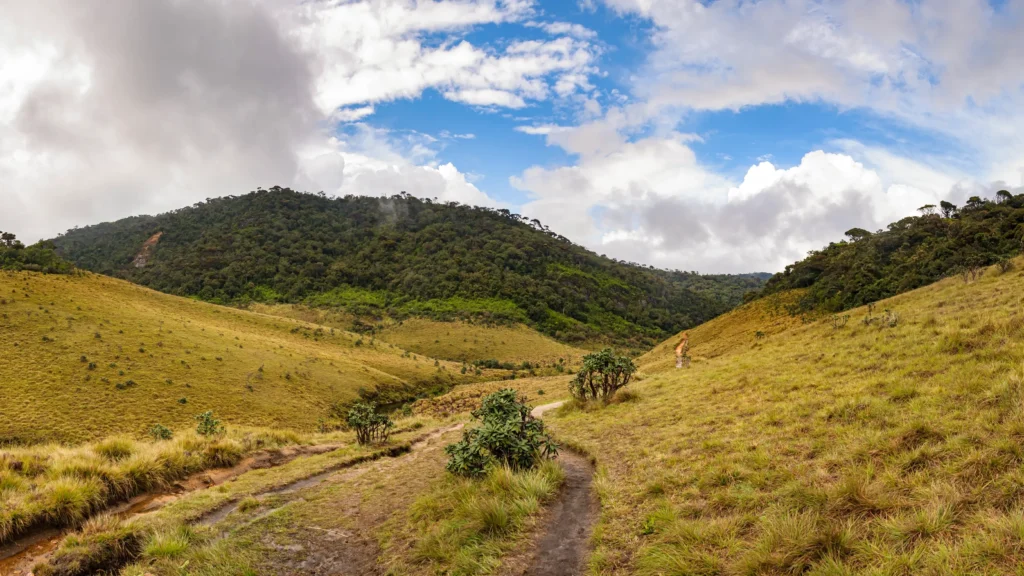 A scenic view of a golden grassy valley with a dirt path leading into a lush green forest on a hillside. This image represents a trekking or nature tour experience, a key offering from Ceylon Roots, a leading Tour Company in Sri Lanka.