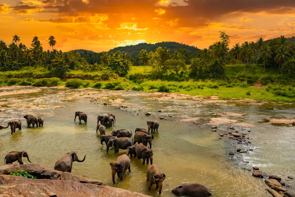 A large herd of elephants wades in a rocky river at sunset, a spectacular wildlife sight that travelers can experience on safari tours with expert Tour Operators in Sri Lanka and a professional Tour Company in Sri Lanka.