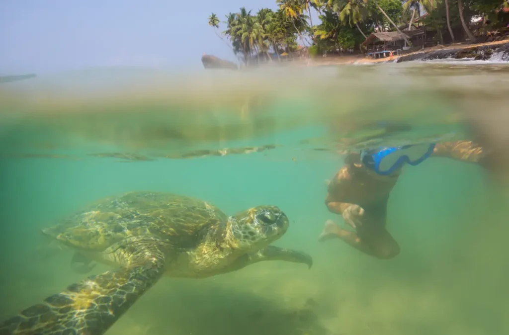 An underwater view of a person snorkeling next to a large sea turtle in clear ocean water, with a tropical beach and palm trees visible above the surface. This type of marine life encounter is a popular activity offered by the best Tour Operators in Sri Lanka, providing memorable experiences with a professional Tour Company in Sri Lanka.