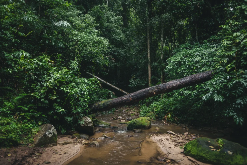 A serene scene of a small river flowing through a lush, dense tropical rainforest with a fallen tree trunk crossing the water, representing a nature or eco-tourism tour offered by Ceylon Roots, a premier Tour Company in Sri Lanka.