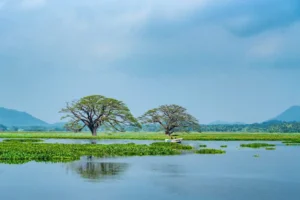 Ceylon Roots | Tour Operator in Sri Lanka | Travel to Sri Lanka - Sri Lanka