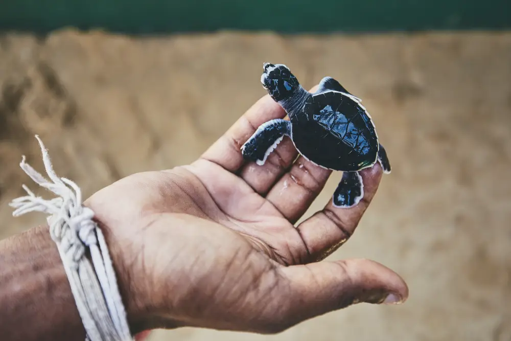 A small sea turtle hatchling rests in a person's hand, representing a key conservation effort in Sri Lanka. Visiting these hatcheries is a popular and educational experience arranged by eco-friendly Tour Operators in Sri Lanka and a responsible Tour Company in Sri Lanka.