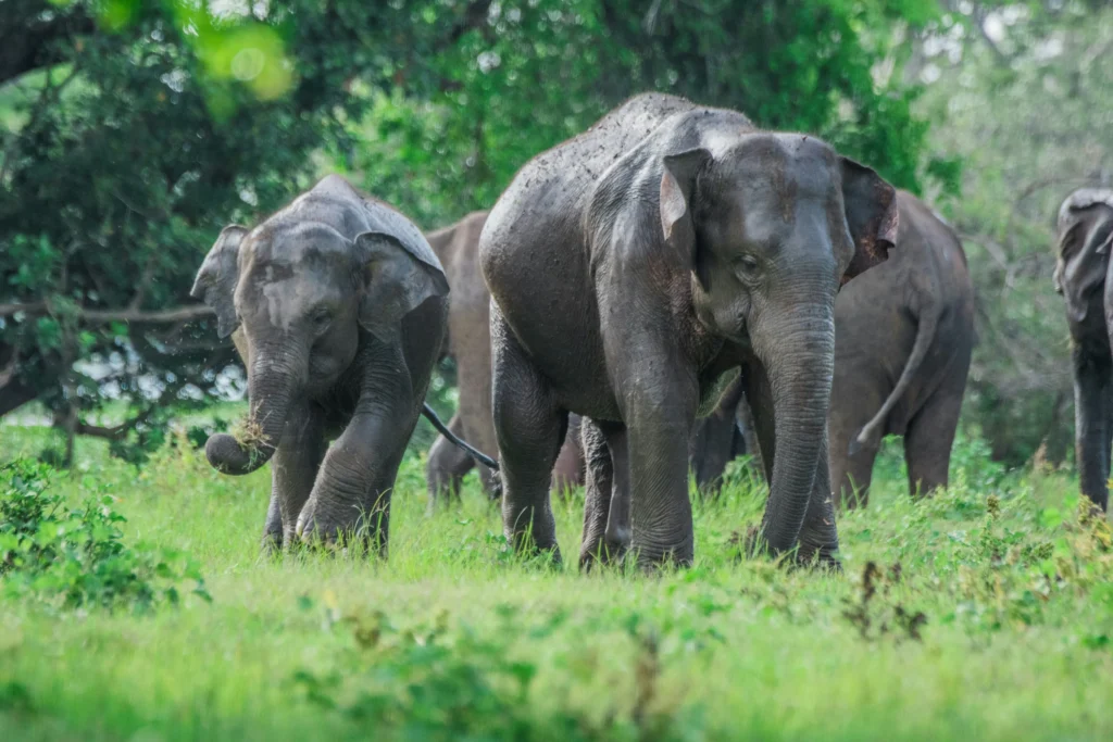 Two elephants, one adult and one calf, stand grazing in a green grassy field surrounded by trees, representing a wildlife safari experience offered by Ceylon Roots, a premier Tour Company in Sri Lanka.