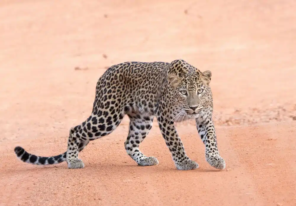 A stunning photograph of a leopard walking on a sandy path, representing a wildlife safari experience in a national park in Sri Lanka, a key tour offered by Ceylon Roots, a leading Tour Operator in Sri Lanka.