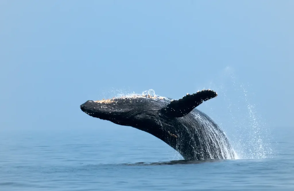 A majestic whale breaches the calm ocean surface, its body and pectoral fins visible, with water splashing around it. This incredible whale-watching experience is a popular activity offered by specialist Tour Operators in Sri Lanka and a professional Tour Company in Sri Lanka.