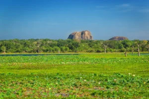 Ceylon Roots | Tour Operator in Sri Lanka | Travel to Sri Lanka - Sri Lanka
