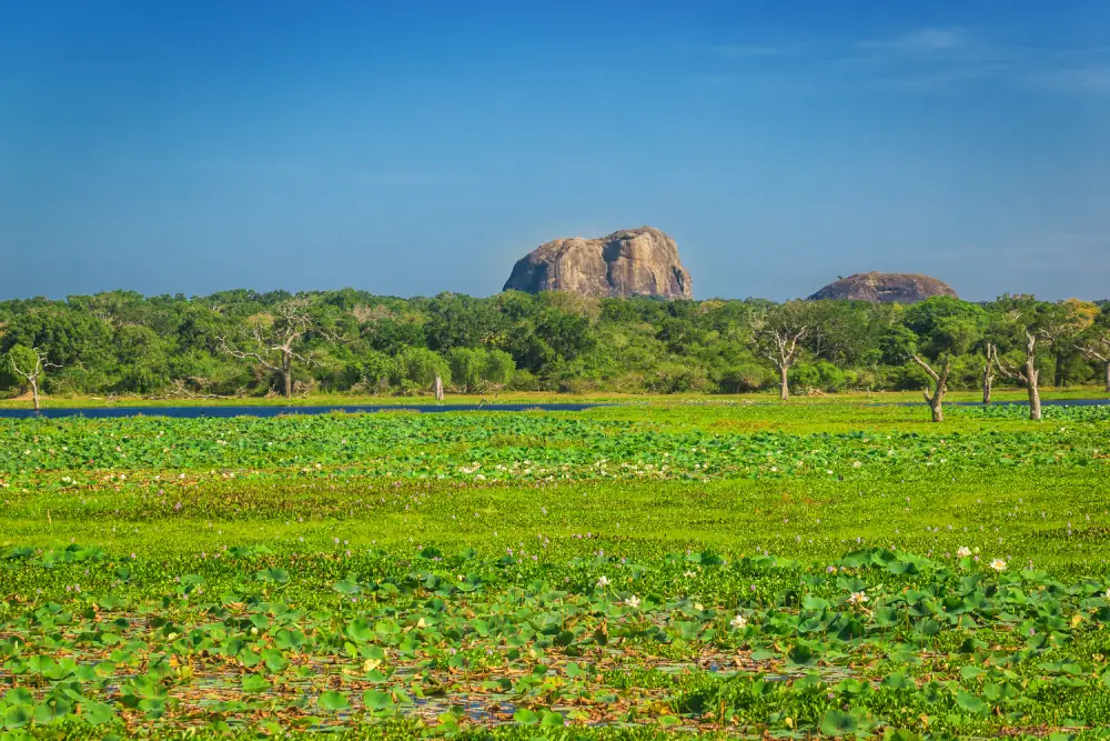 A wide view of a vibrant green landscape with a lake covered in lily pads, sparse dead trees, a dense line of trees in the middle ground, and a large rock formation in the distance under a bright blue sky. Experiencing the stunning natural beauty of national parks like this is a key part of safari tours offered by a reliable Tour Company in Sri Lanka or specialized Tour Operators in Sri Lanka.