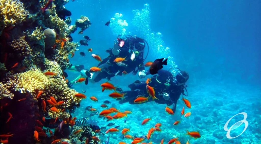 Ceylon Roots | Tour Operator in Sri Lanka | Travel to Sri Lanka - WILDLIFE – SRI LANKA