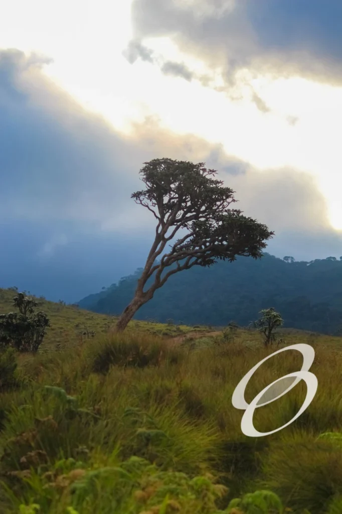 Ceylon Roots | Tour Operator in Sri Lanka | Travel to Sri Lanka - WILDLIFE – SRI LANKA