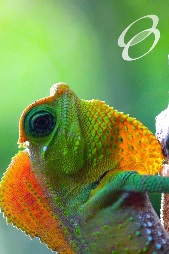 Ceylon Roots | Tour Operator in Sri Lanka | Travel to Sri Lanka - WILDLIFE – SRI LANKA