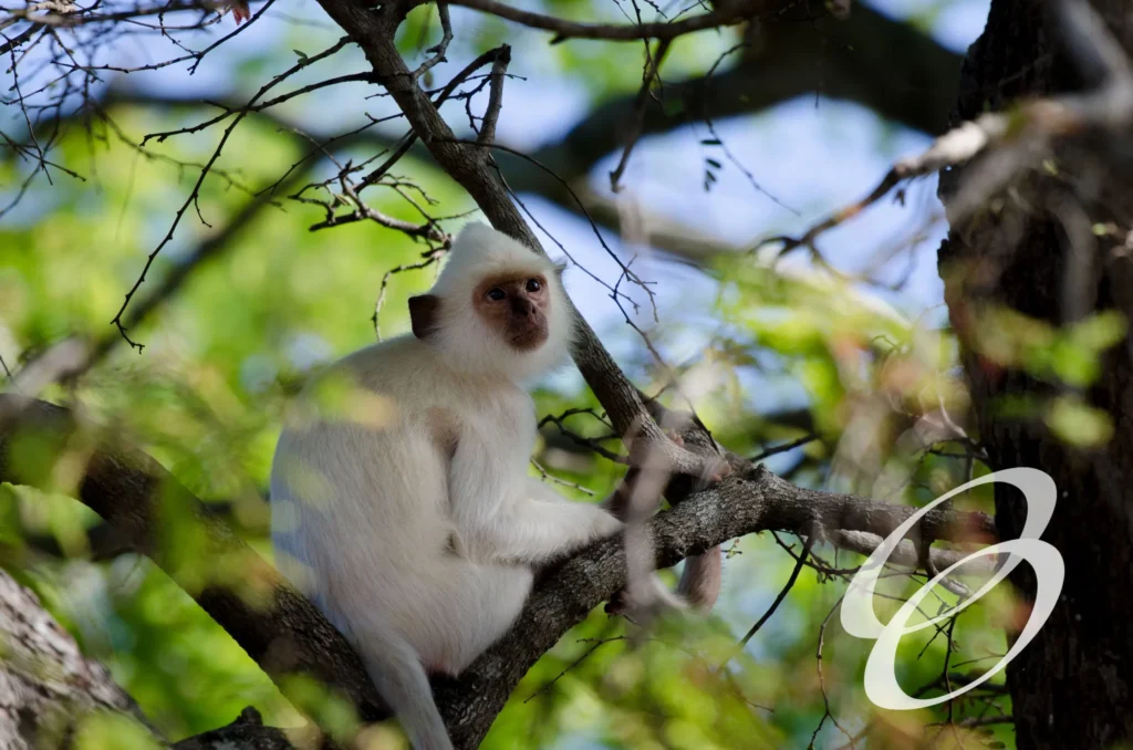 Ceylon Roots | Tour Operator in Sri Lanka | Travel to Sri Lanka - WILDLIFE – SRI LANKA