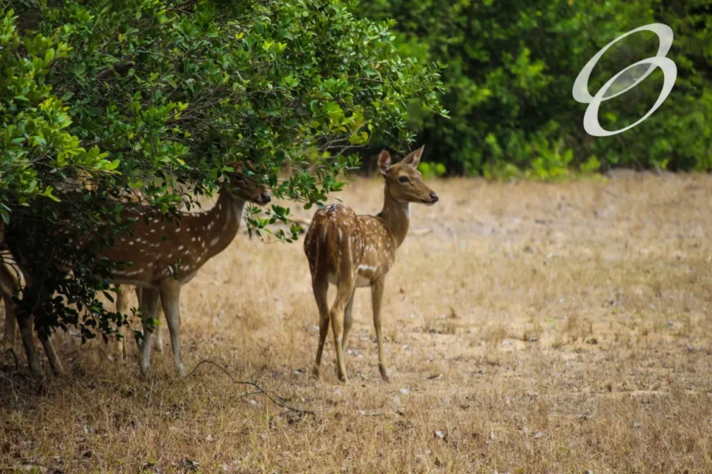 Ceylon Roots | Tour Operator in Sri Lanka | Travel to Sri Lanka - WILDLIFE – SRI LANKA