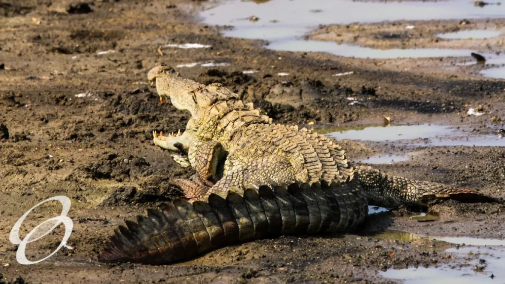 Ceylon Roots | Tour Operator in Sri Lanka | Travel to Sri Lanka - WILDLIFE – SRI LANKA