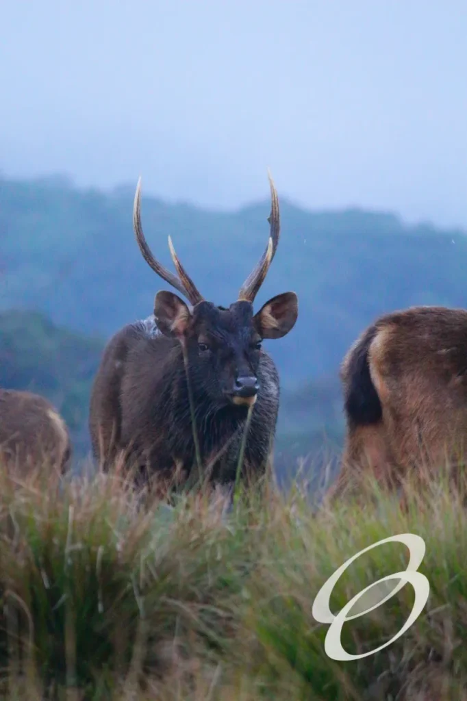 Ceylon Roots | Tour Operator in Sri Lanka | Travel to Sri Lanka - WILDLIFE – SRI LANKA
