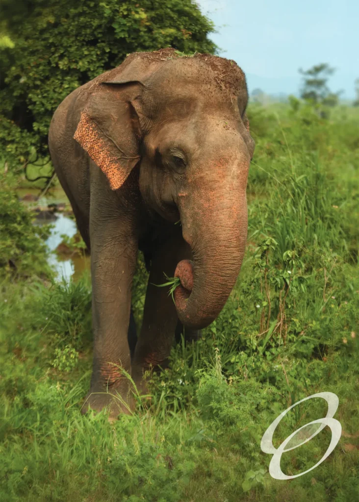 Ceylon Roots | Tour Operator in Sri Lanka | Travel to Sri Lanka - WILDLIFE – SRI LANKA