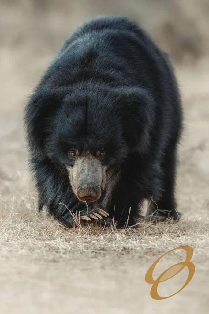 Ceylon Roots | Tour Operator in Sri Lanka | Travel to Sri Lanka - WILDLIFE – SRI LANKA
