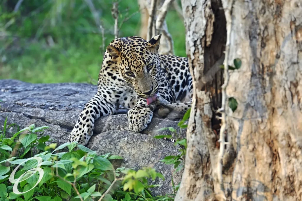 Ceylon Roots | Tour Operator in Sri Lanka | Travel to Sri Lanka - WILDLIFE – SRI LANKA