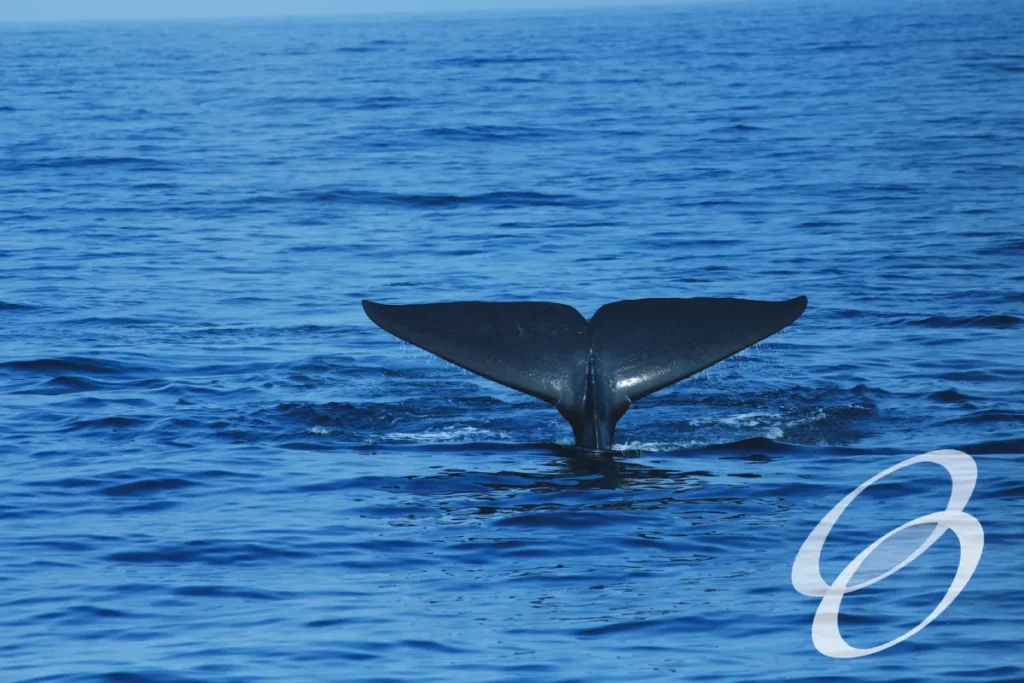 Ceylon Roots | Tour Operator in Sri Lanka | Travel to Sri Lanka - WILDLIFE – SRI LANKA