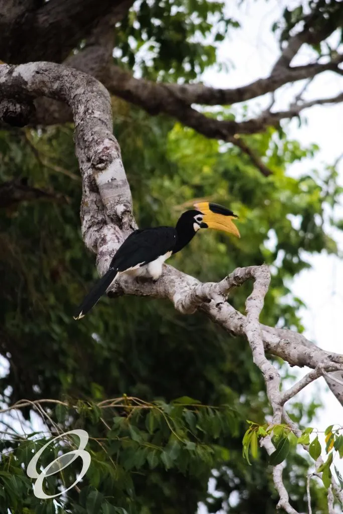 Ceylon Roots | Tour Operator in Sri Lanka | Travel to Sri Lanka - WILDLIFE – SRI LANKA