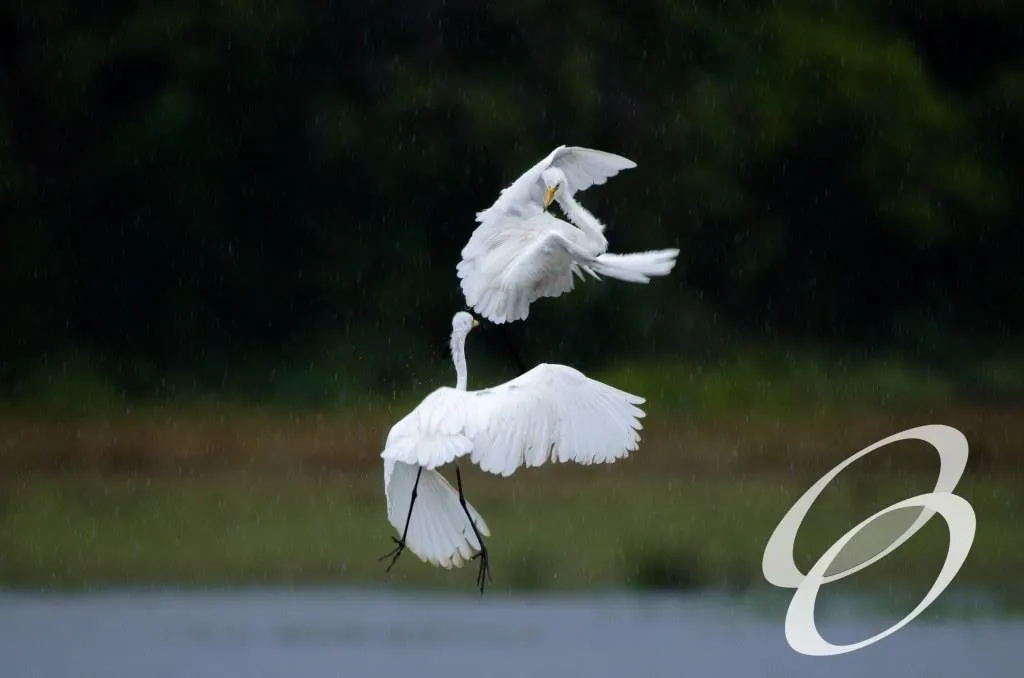 Ceylon Roots | Tour Operator in Sri Lanka | Travel to Sri Lanka - WILDLIFE – SRI LANKA