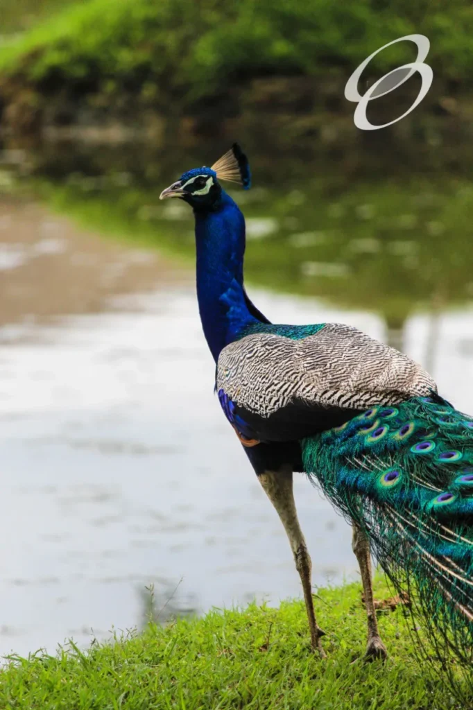 Ceylon Roots | Tour Operator in Sri Lanka | Travel to Sri Lanka - WILDLIFE – SRI LANKA