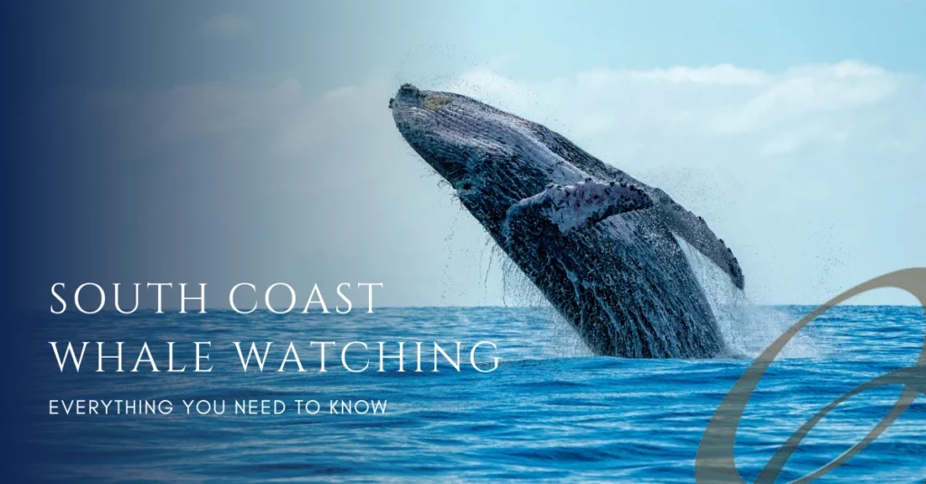 Ceylon Roots | Tour Operator in Sri Lanka | Travel to Sri Lanka - A large humpback whale is seen breaching out of the water against a blue sky, representing a wildlife excursion. The image has a text overlay "SOUTH COAST WHALE WATCHING", promoting a specific tour offered by Ceylon Roots, a premier Tour Operator in Sri Lanka.