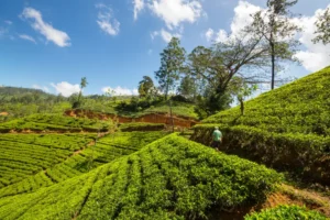 Ceylon Roots | Tour Operator in Sri Lanka | Travel to Sri Lanka - Sri Lanka