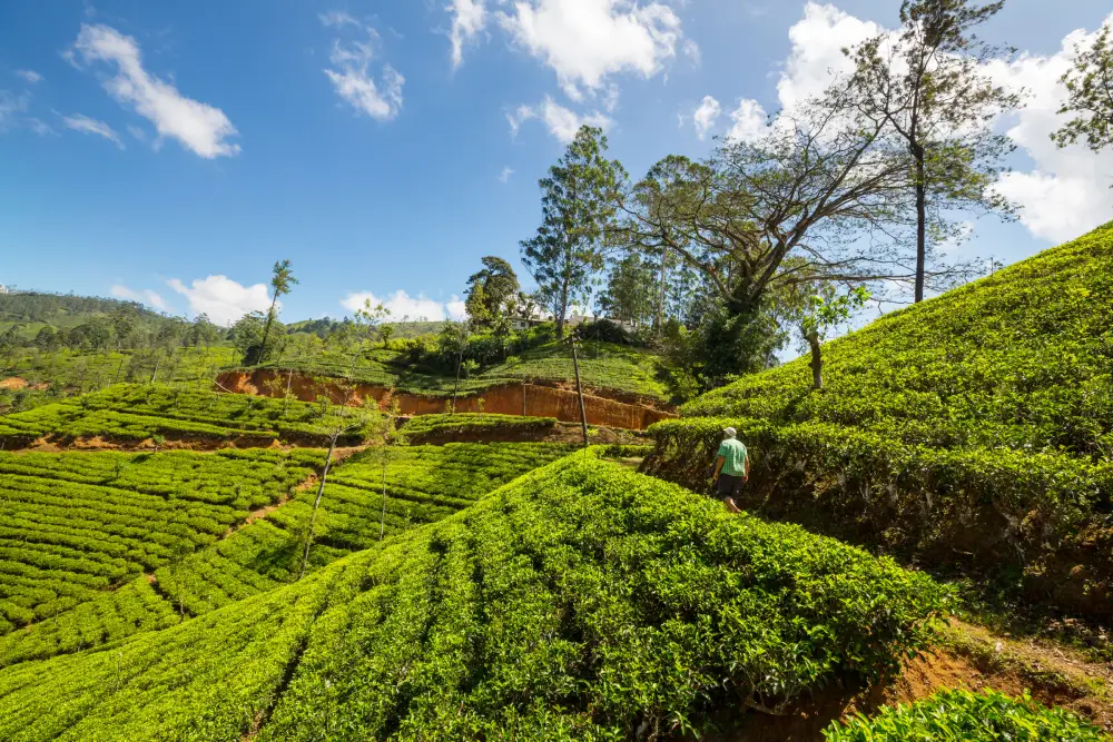 A person walks along a path through rolling hills covered in vibrant green tea plantations under a partly cloudy blue sky, showcasing the scenic tea country tours offered by reputable Tour Operators in Sri Lanka and a reliable Tour Company in Sri Lanka.