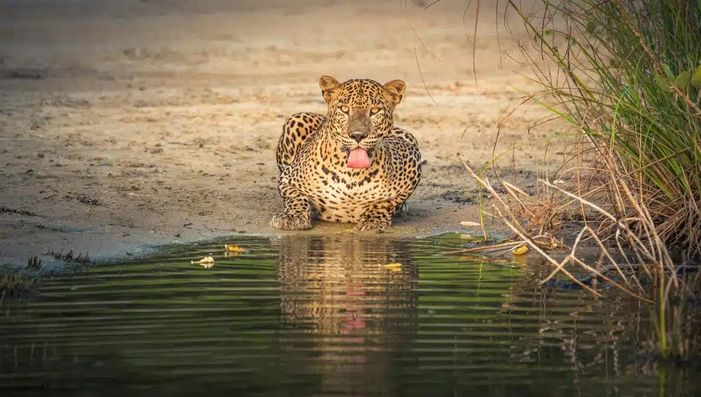 A powerful leopard is crouching on the bank of a pond, with its tongue out and its reflection visible in the water, representing a spectacular wildlife sighting on a safari tour offered by Ceylon Roots, a premier Tour Company in Sri Lanka.