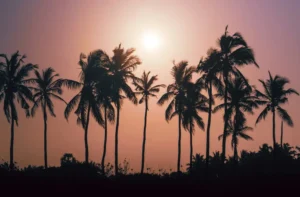 Ceylon Roots | Tour Operator in Sri Lanka | Travel to Sri Lanka - Sri Lanka