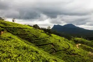 Ceylon Roots | Tour Operator in Sri Lanka | Travel to Sri Lanka - Sri Lanka