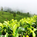 A tea plantation in Sri Lanka with rows of tea bushes and a serene landscape in the background.